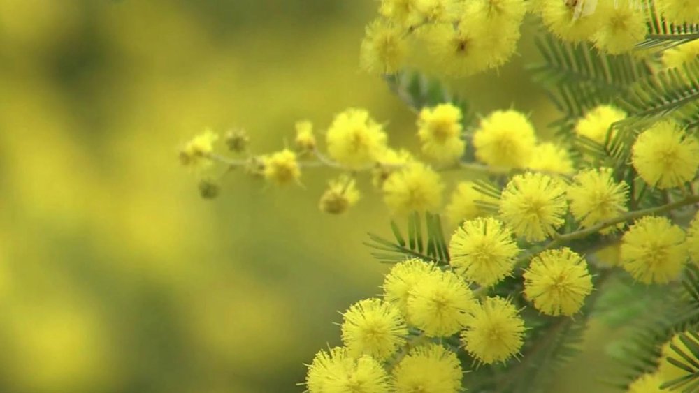 Мимоза цветок