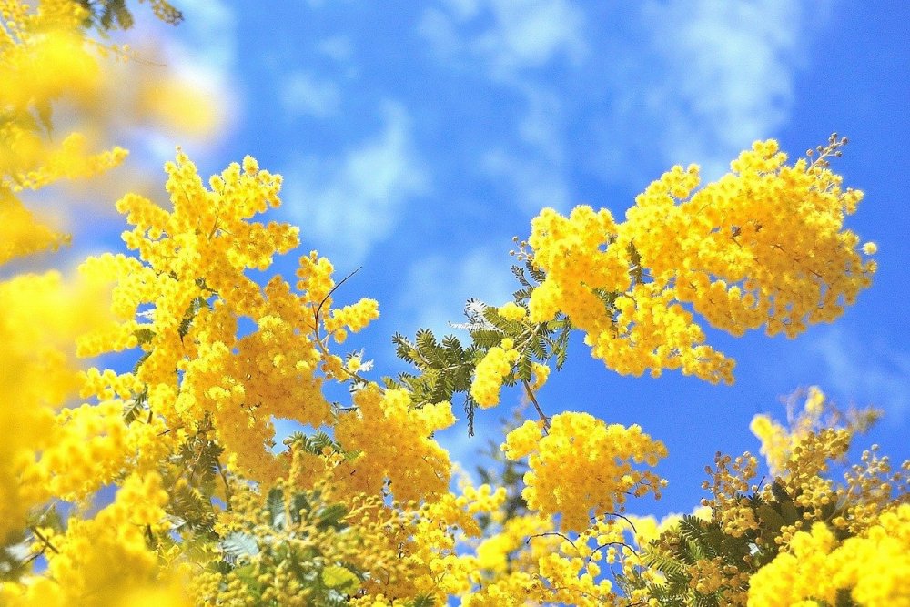 Мимоза открытка