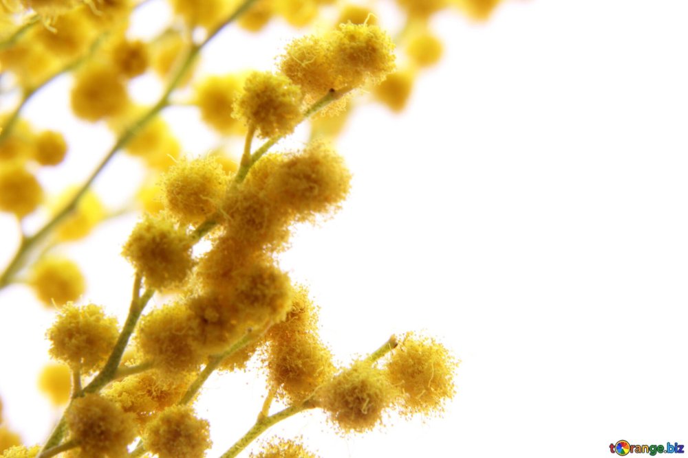 Мимоза хамбуриана Грин