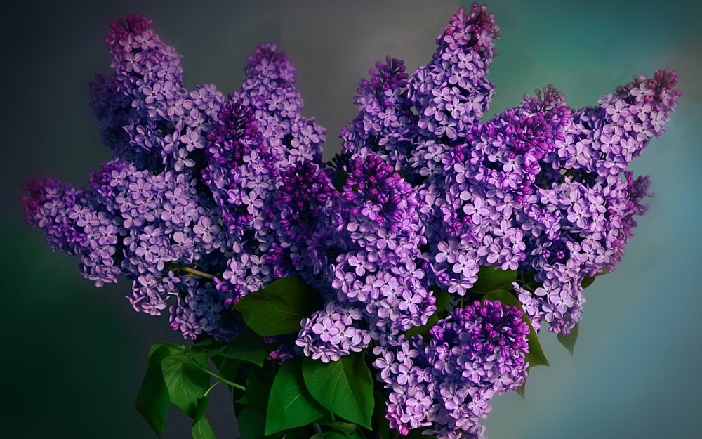 Сирень и черемуха