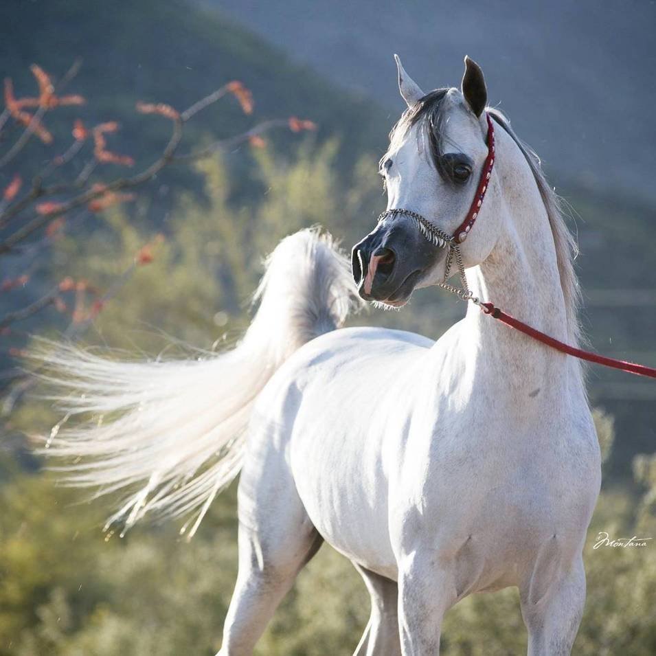 Джастис арабский жеребец