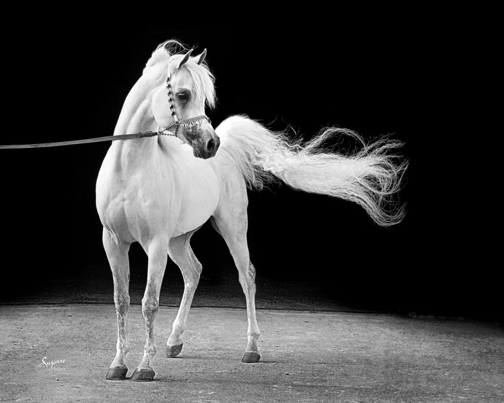 Белый арабский скакун