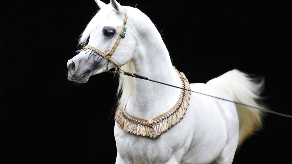 Красивые лошадки для профиля фото