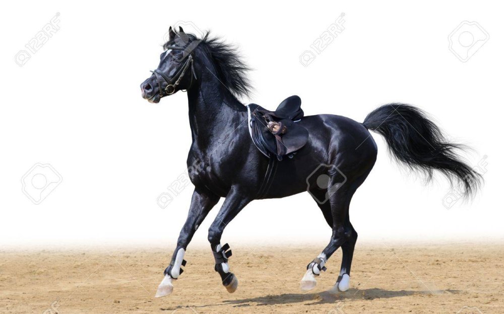 Арабский Единорог