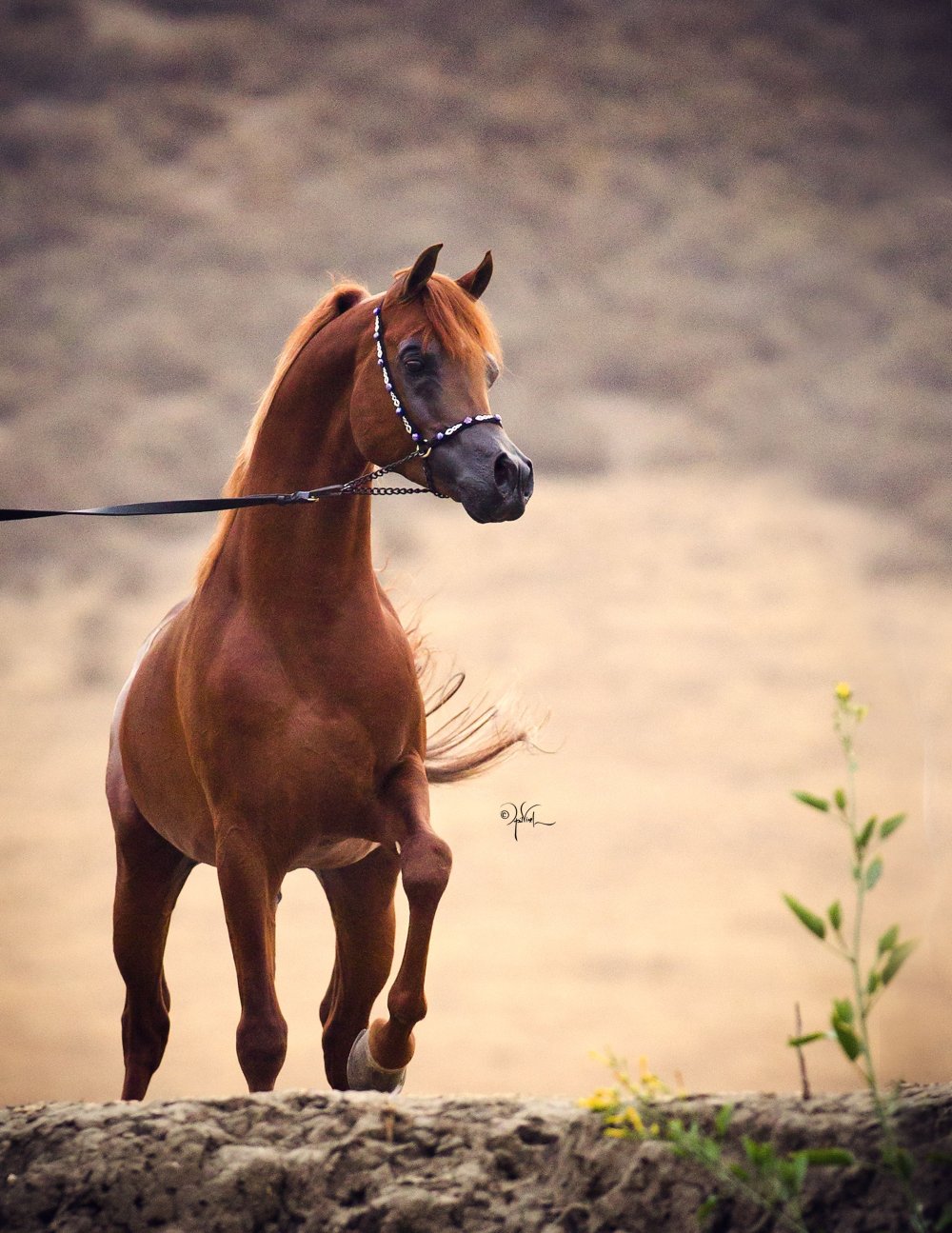 Испано арабская лошадь