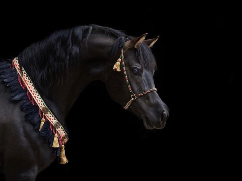 Арабский скакун