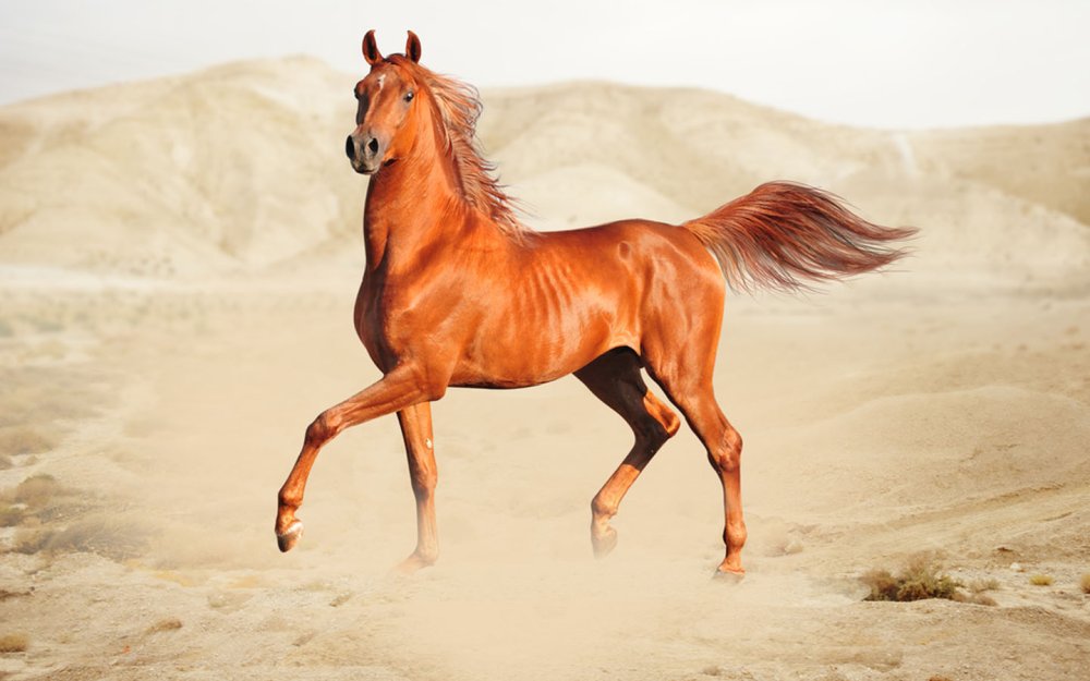 Арабские жеребцы в пустыне