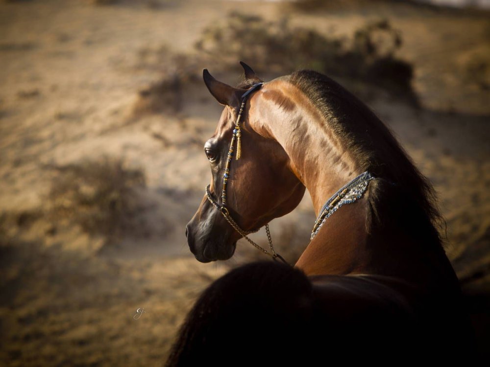 Рабочий араб лошадь