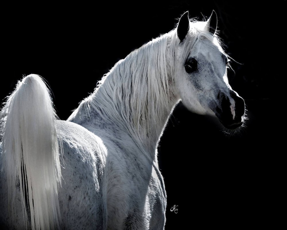 Плакат с черным арабским скакуном