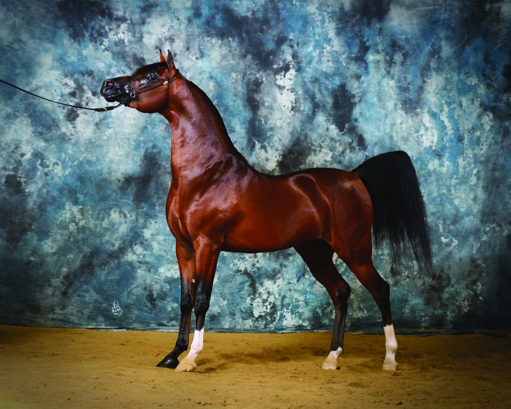 Красная арабская лошадь