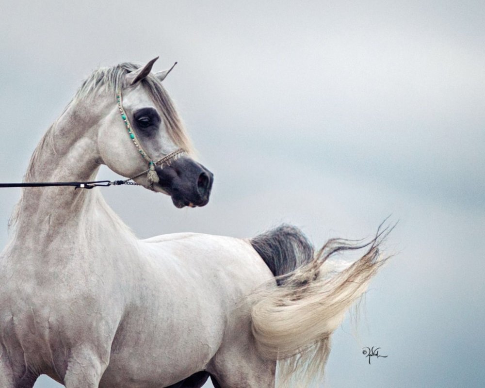 Арабский всадник на коне