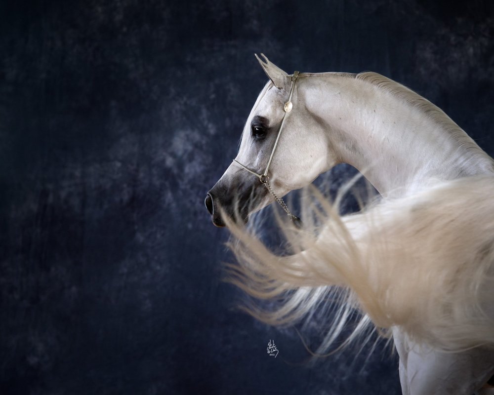 3d белая лошадь