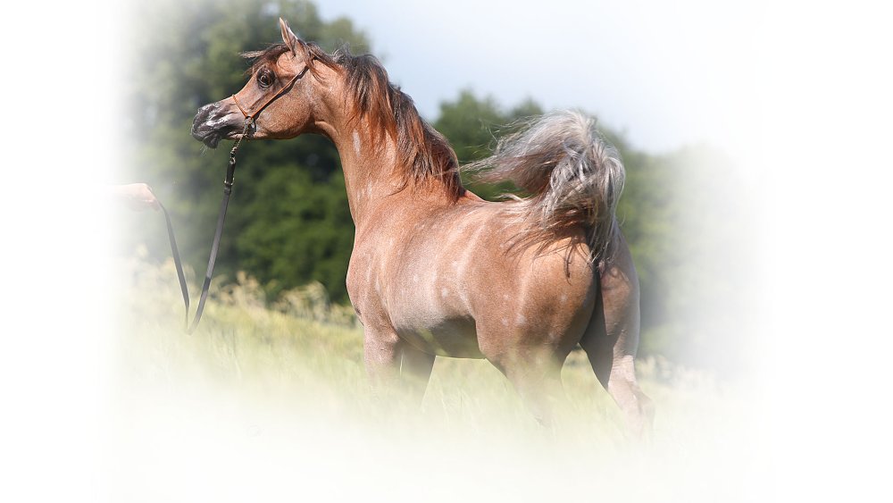 Арабская лошадь белая морда