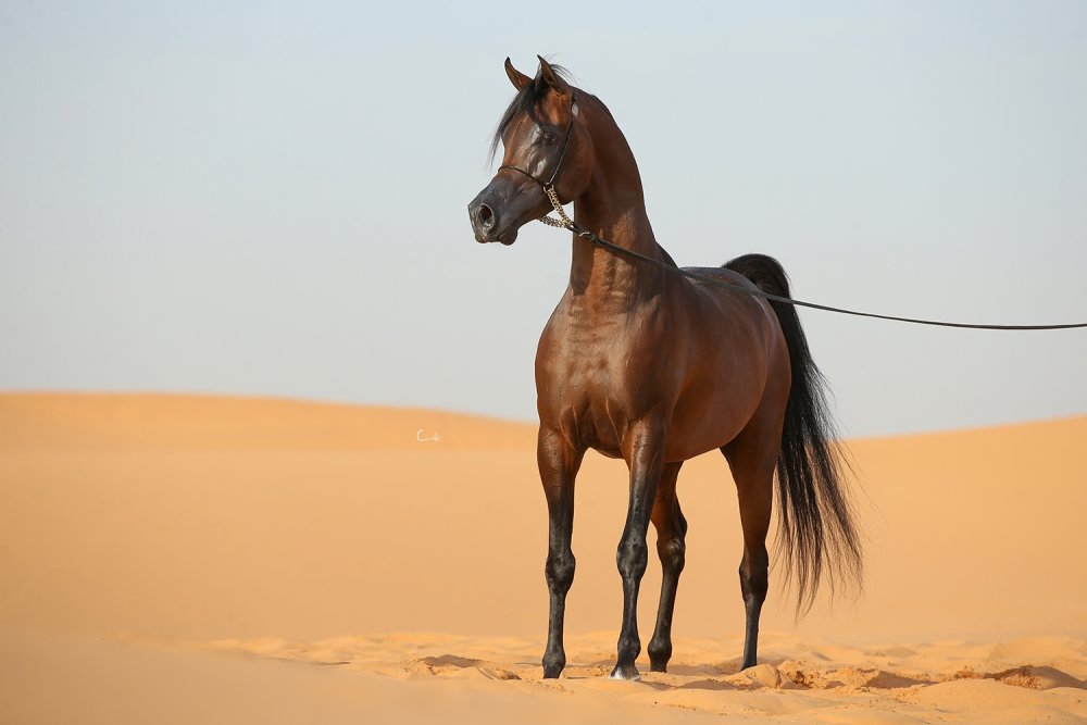 Лошадь черный