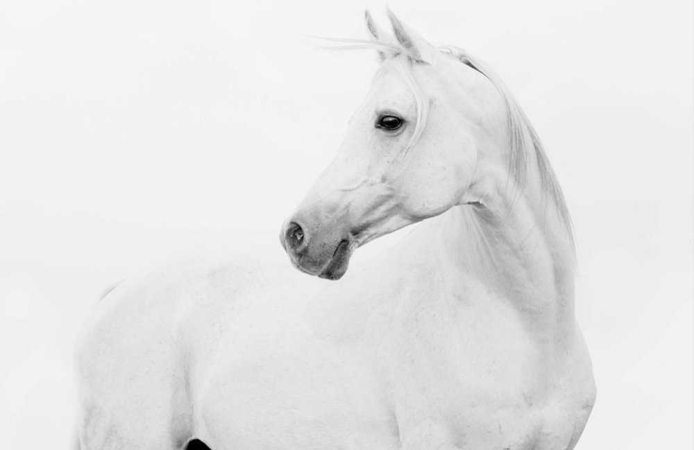Лошадь на Светлом фоне