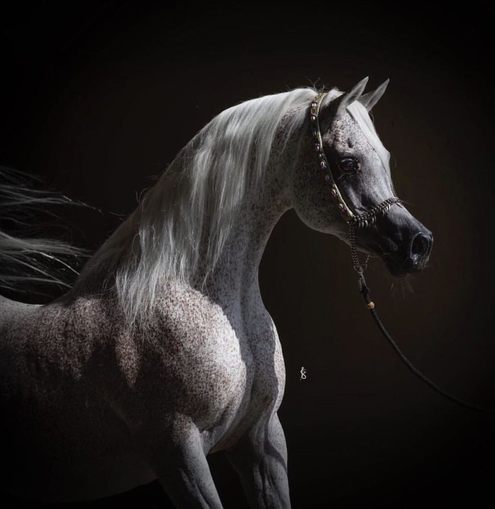 Лошадь на аву с арабскими