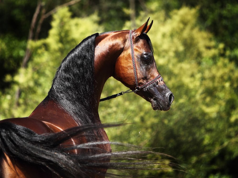 Арабский жеребец гнев