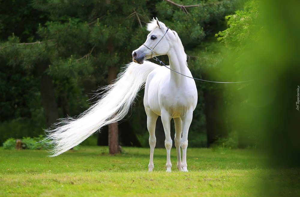 Белая лошадь акварель