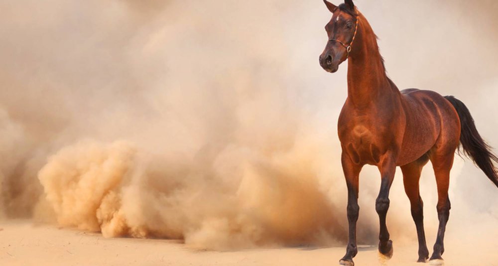 Лошадь марвари чёрная