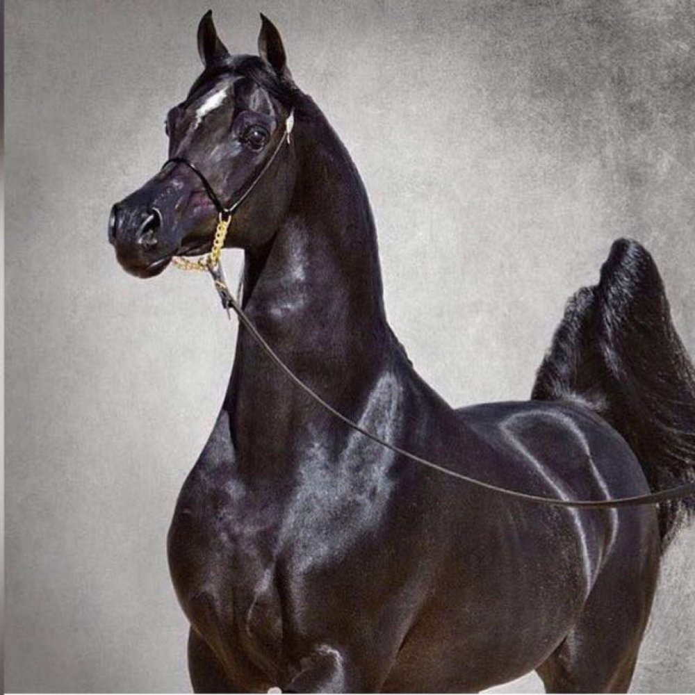 Белый конь на белом фоне