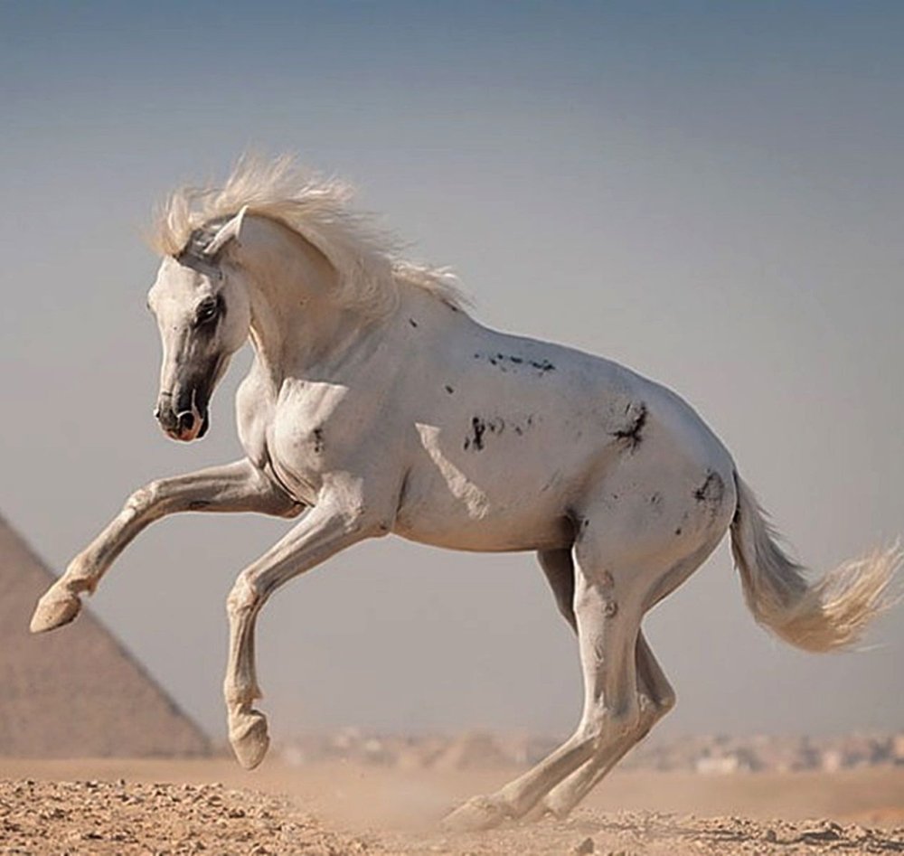 Лошадь на темном фоне