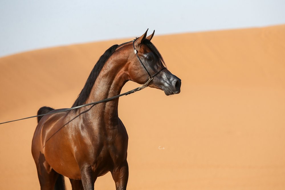 Арабская лошадь светло коричневая
