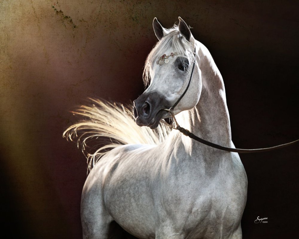 Арабская лошадь прыгает