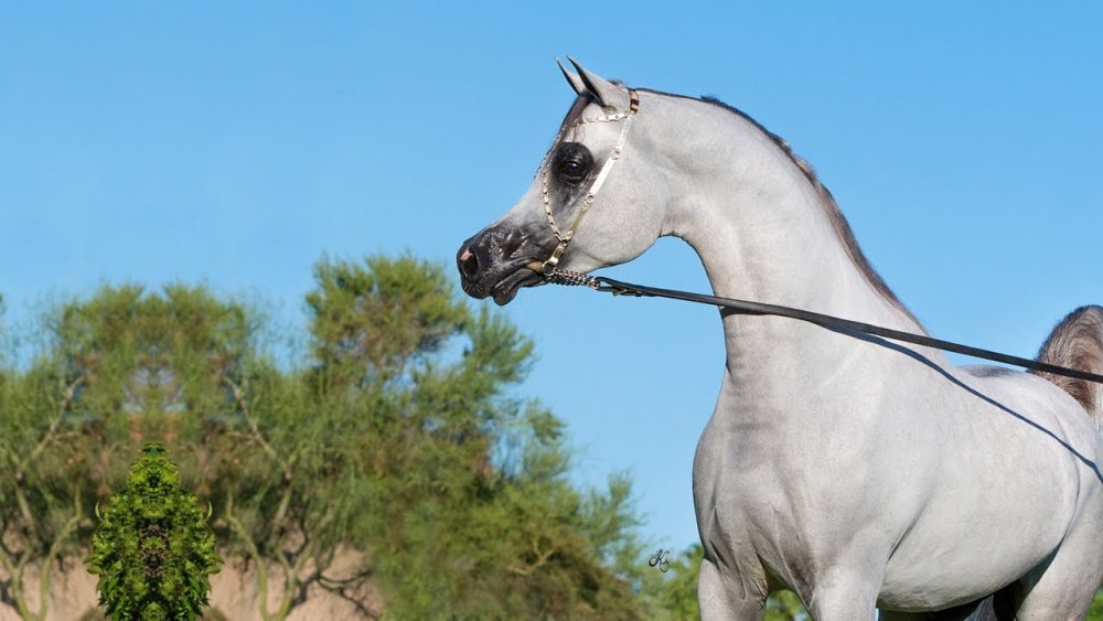 Лошадь бежит на белом фоне