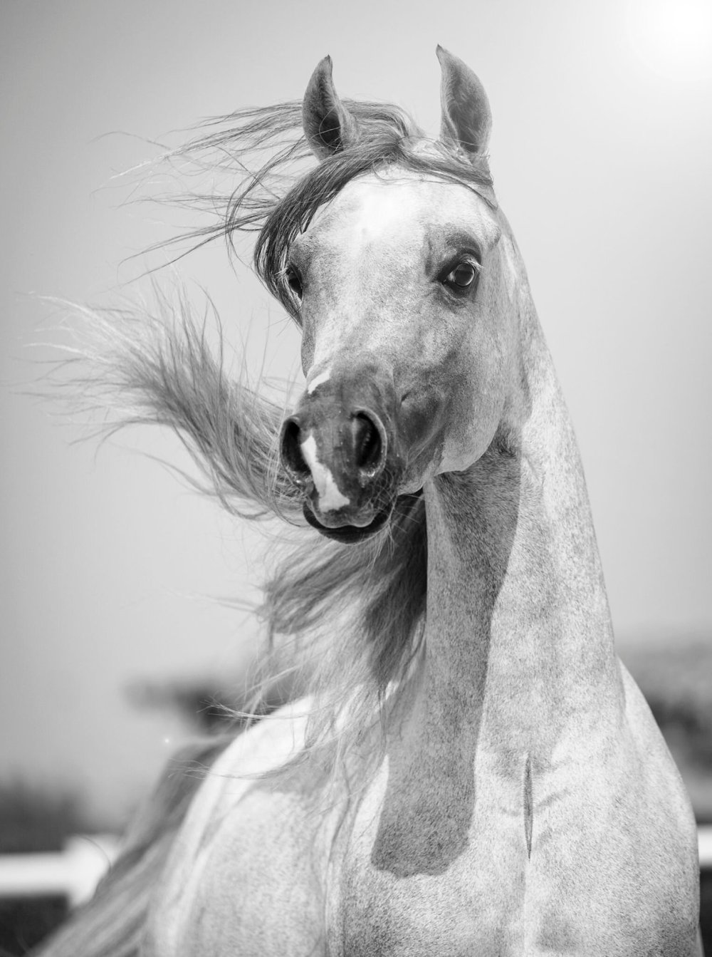 Арабские лошади из Египта