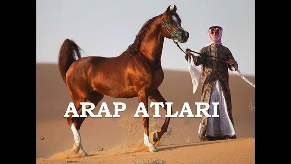 Арабская лошадь HD