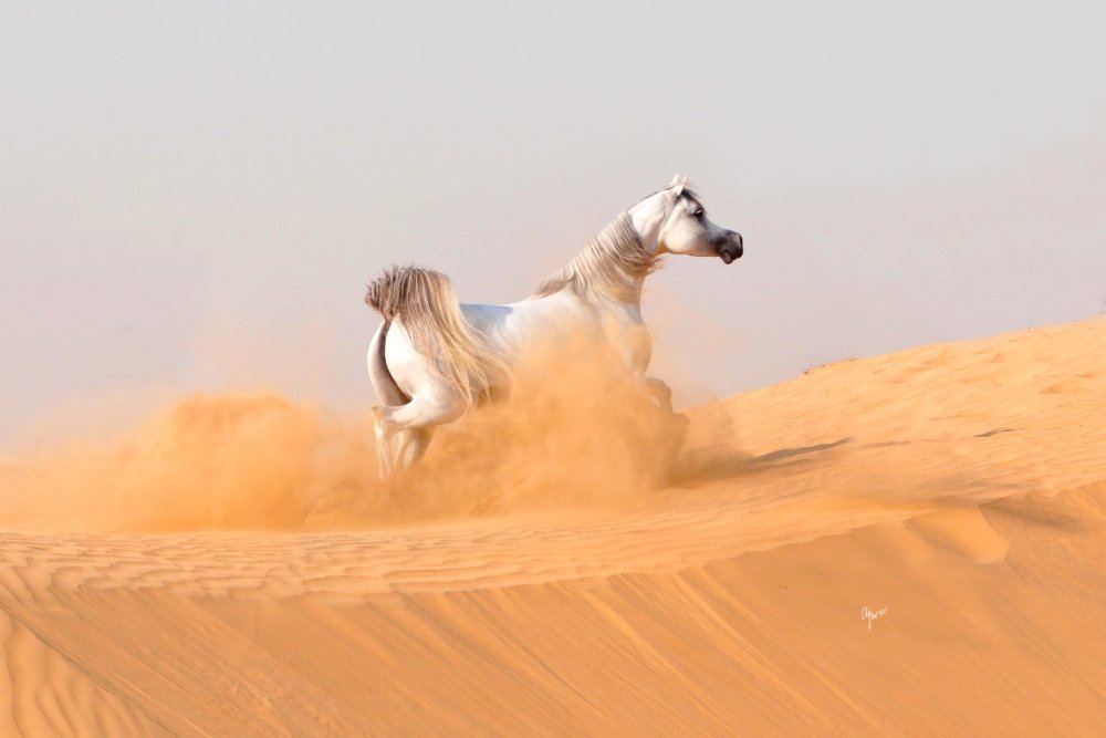 Бегущие лошади в дыму