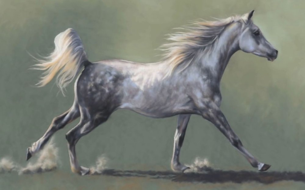 Лошади породы арабская чистокровная