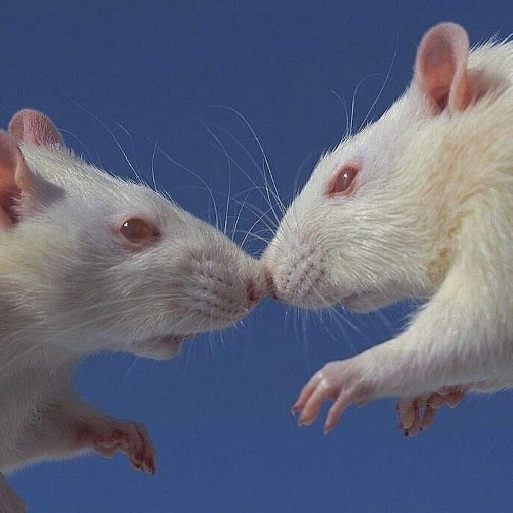 Эстетика крысок