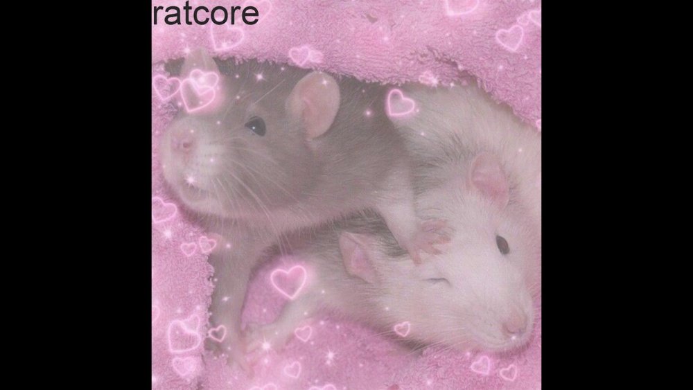 Розовая крыса