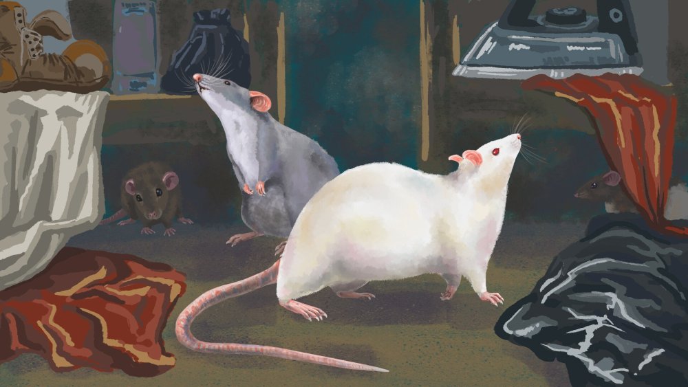 Смешные крысы на обои