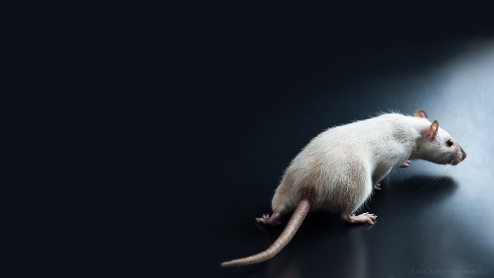Крыса рекс
