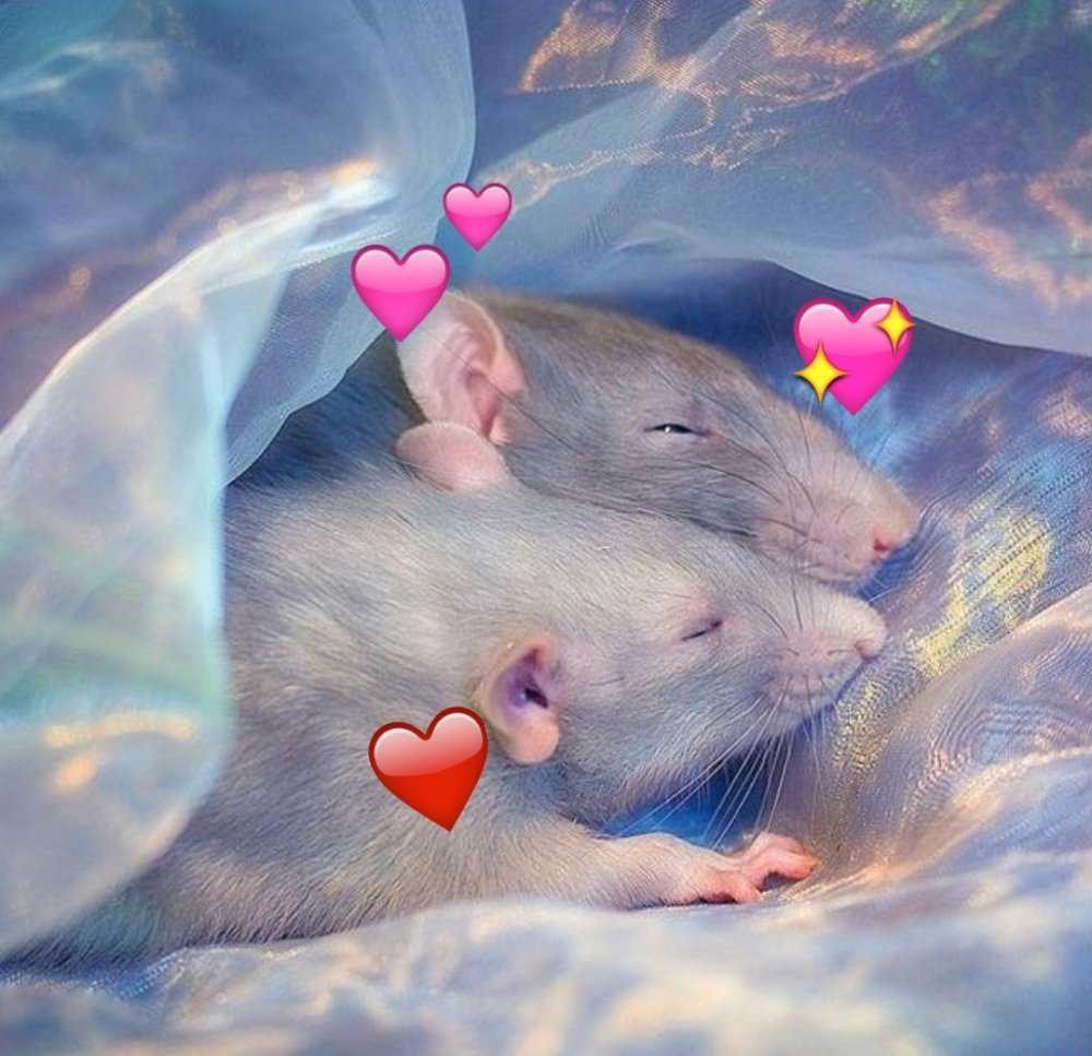 Крыски Эстетика