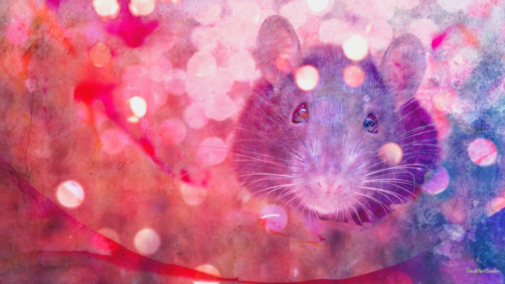 Фон с крысами