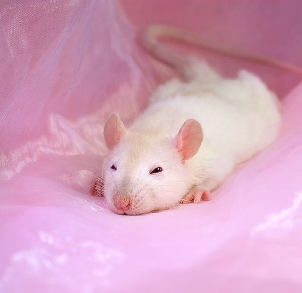 Крыса альбинос