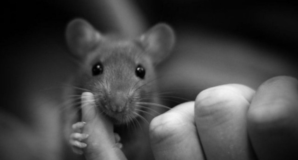 Крыса черно белая