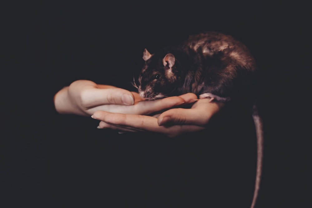 Крыса в руке