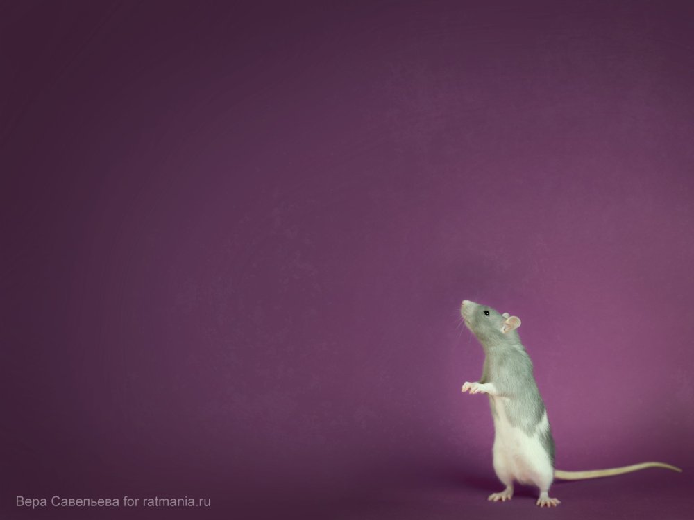 Фон с крысами