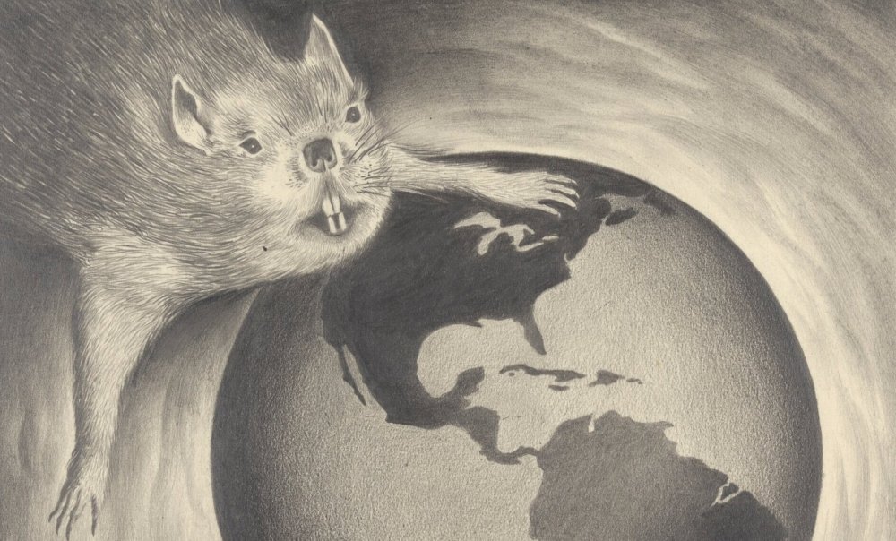 Крысы Эстетика