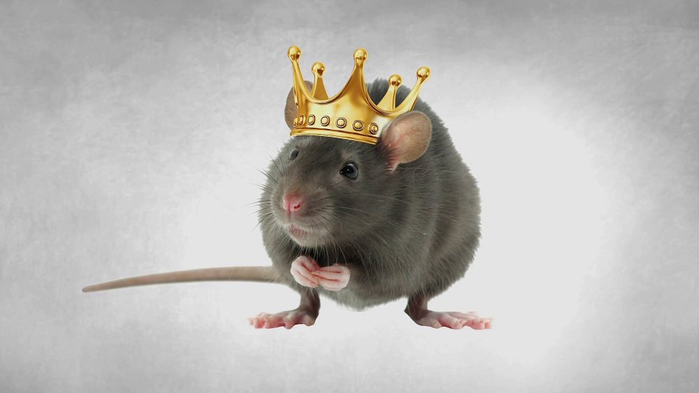 Белая пушистая мышка