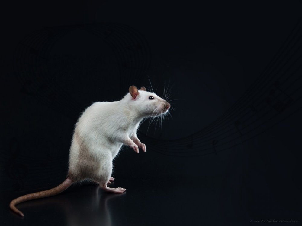 Обои крыски