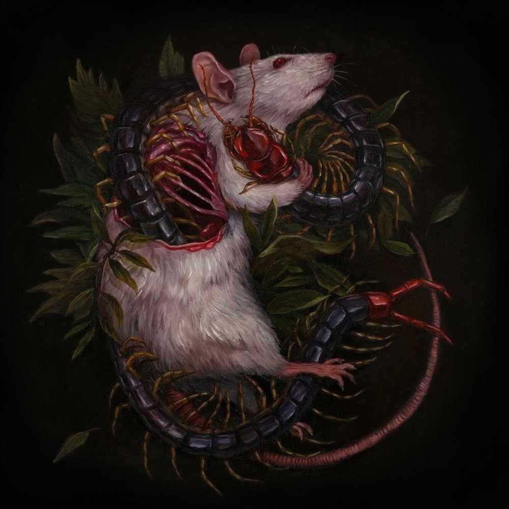 Обои на рабочий стол крысы