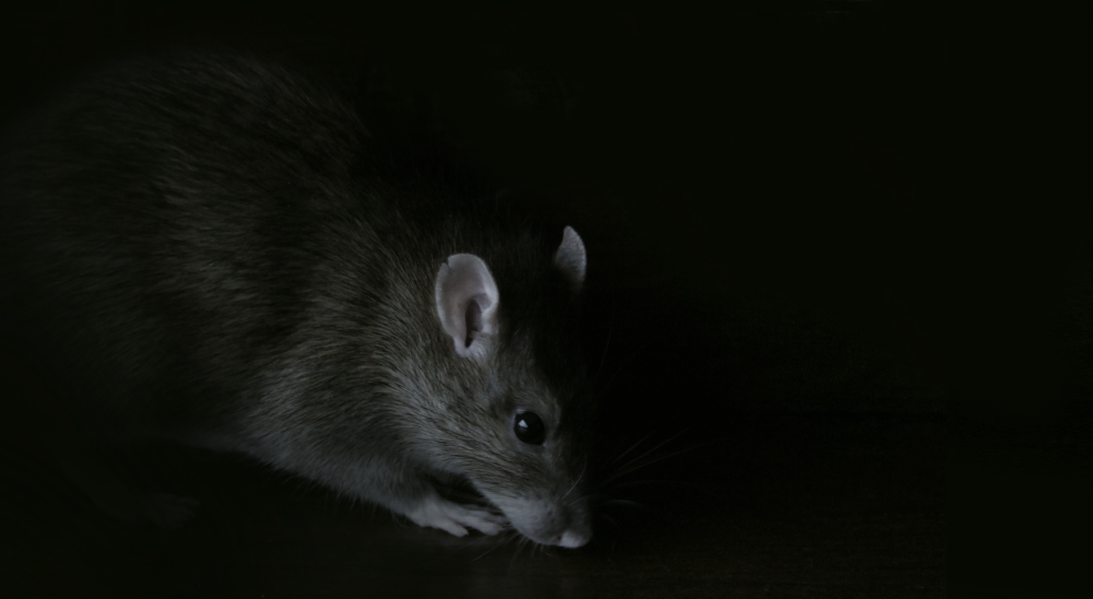 Мышь на черном фоне