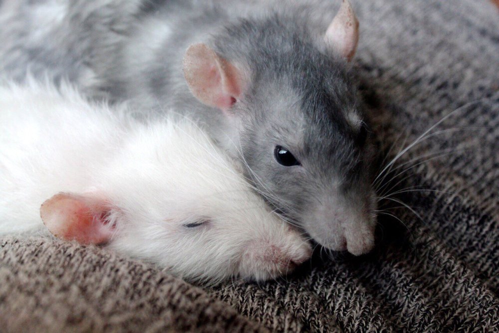 Декоративная крыса альбинос