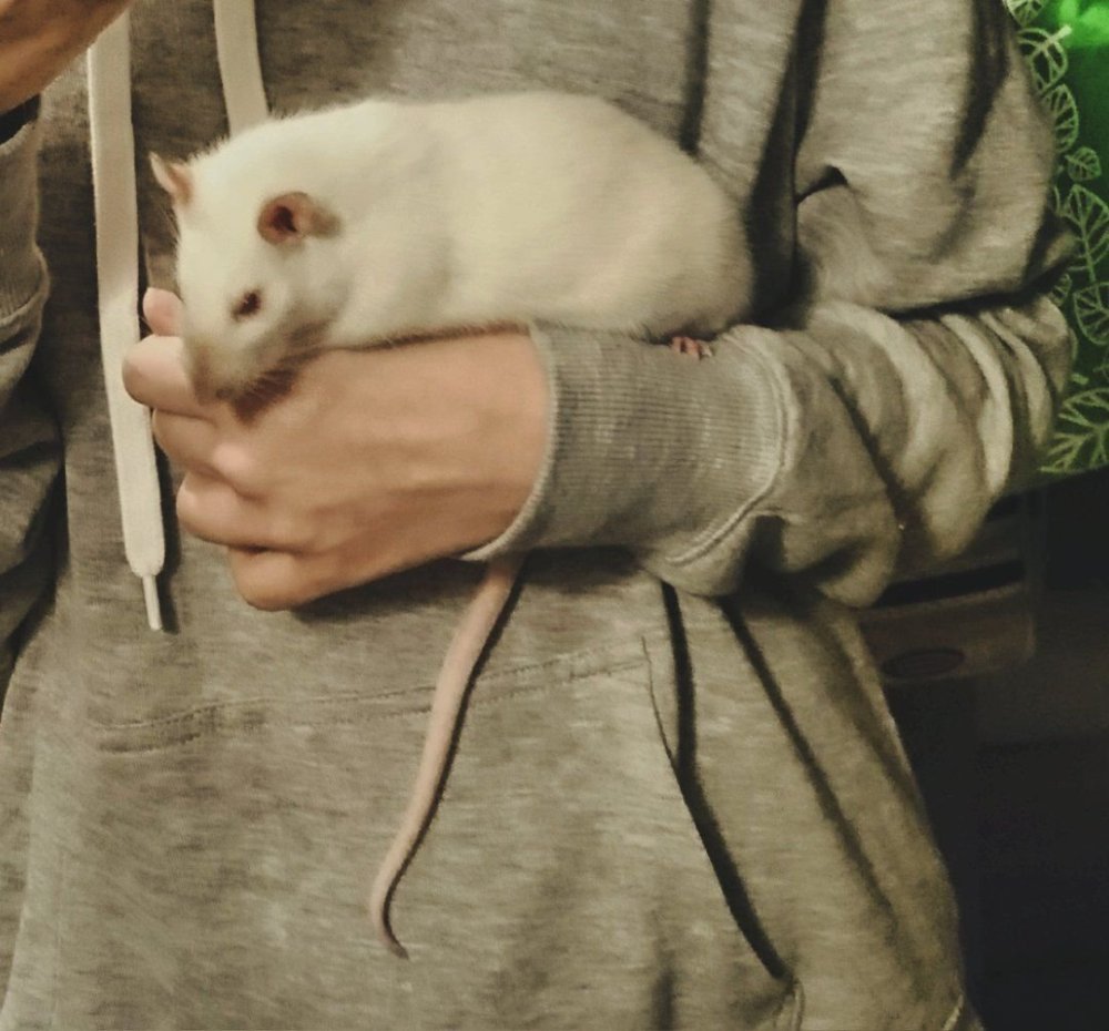 Красивые крысы