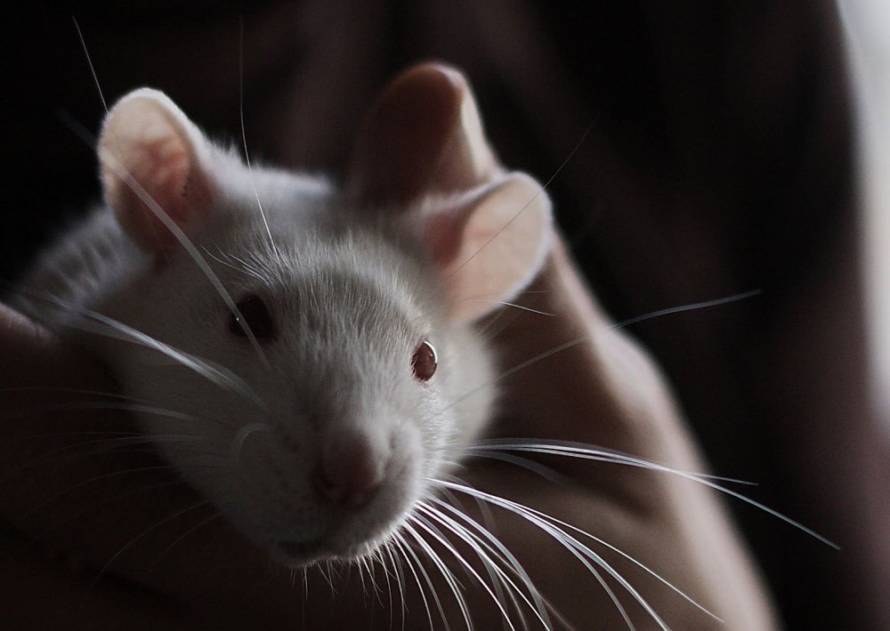 Крысы Эстетика Пинтерест